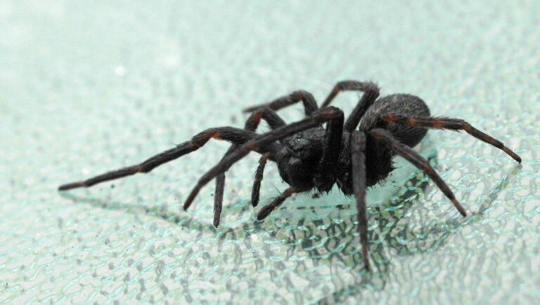 What to Do if Youre Bitten by a Spider
