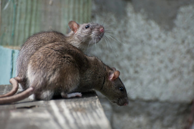 Rat