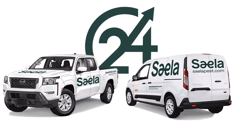 Saela Pest Control, a professional pest management company