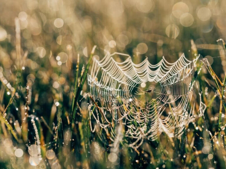 Deadly Spiders in United States
