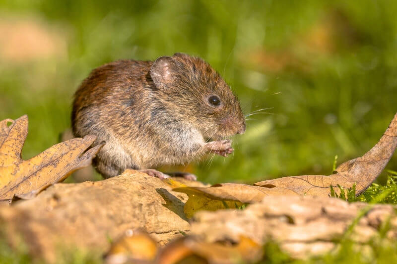 Vole