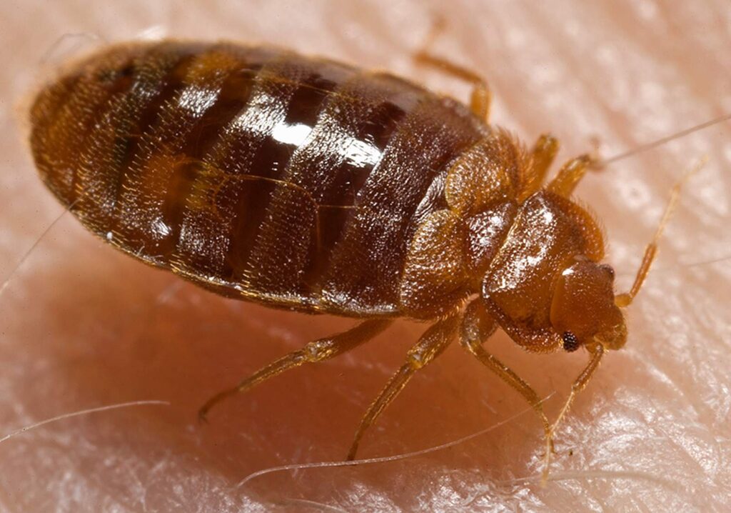 Should You Be Afraid of Bed Bugs