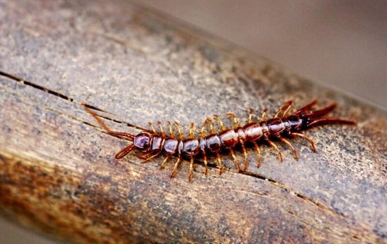 Why You Might Need Professional Centipede Control Services