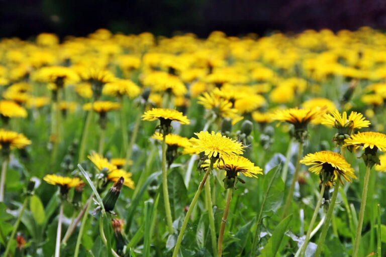 How to Protect Your Garden from Insects and Pests: A Comprehensive Guide