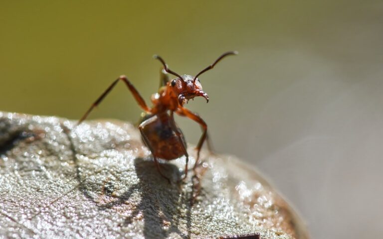 Americas Most Dangerous Ant