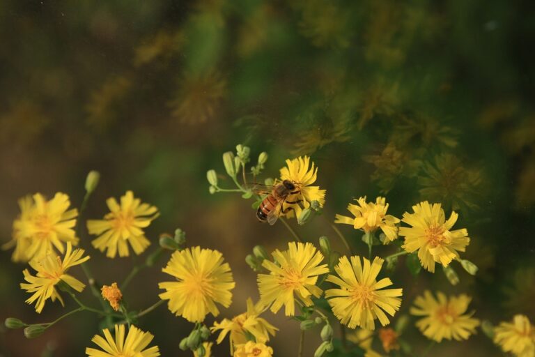 Most Common Summer Pests