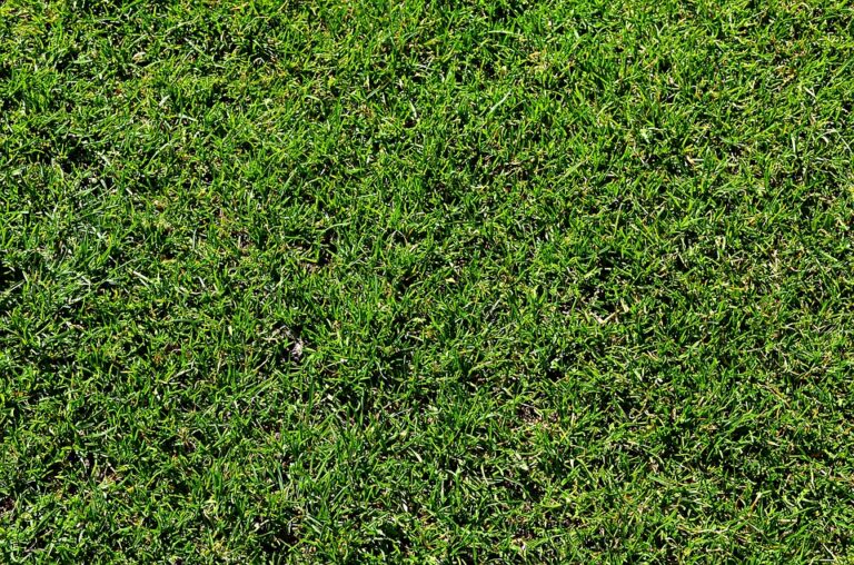 How to Do Lawn Care in Summer