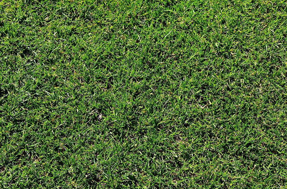 How to Do Lawn Care in Summer