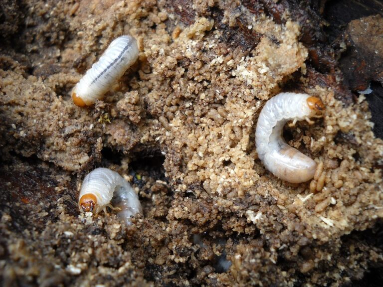 Signs of Grubs in Your Lawn