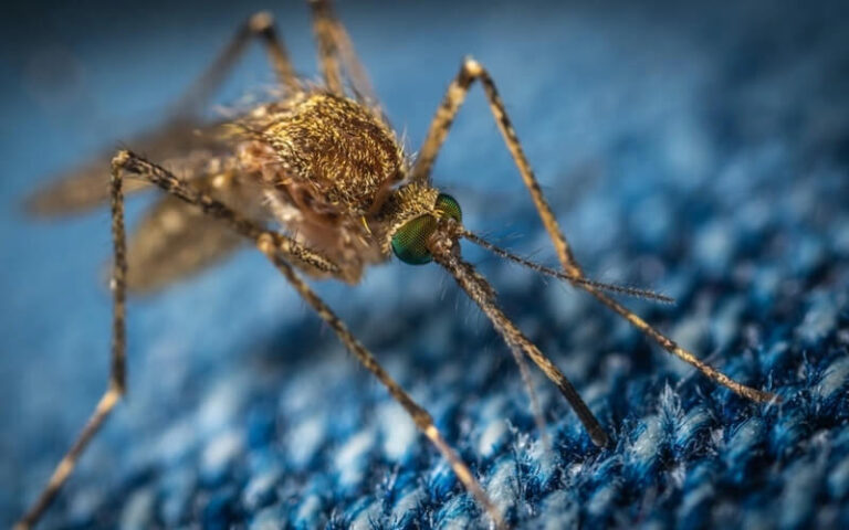 Health Threats Mosquitoes
