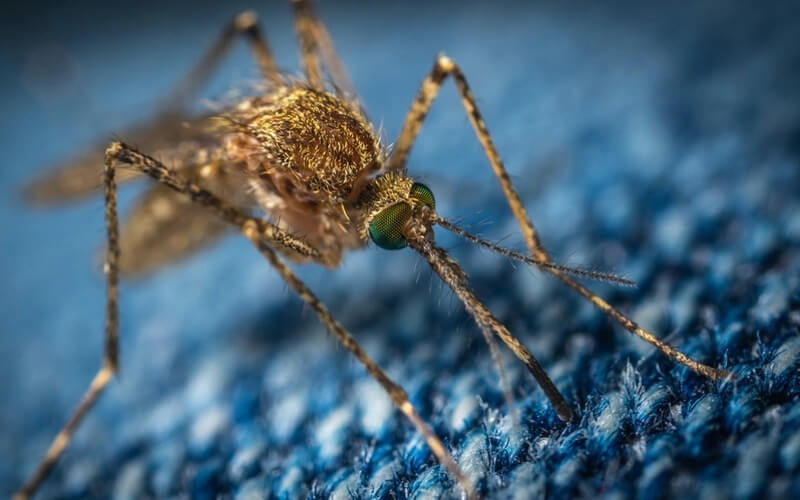 Health Threats Mosquitoes