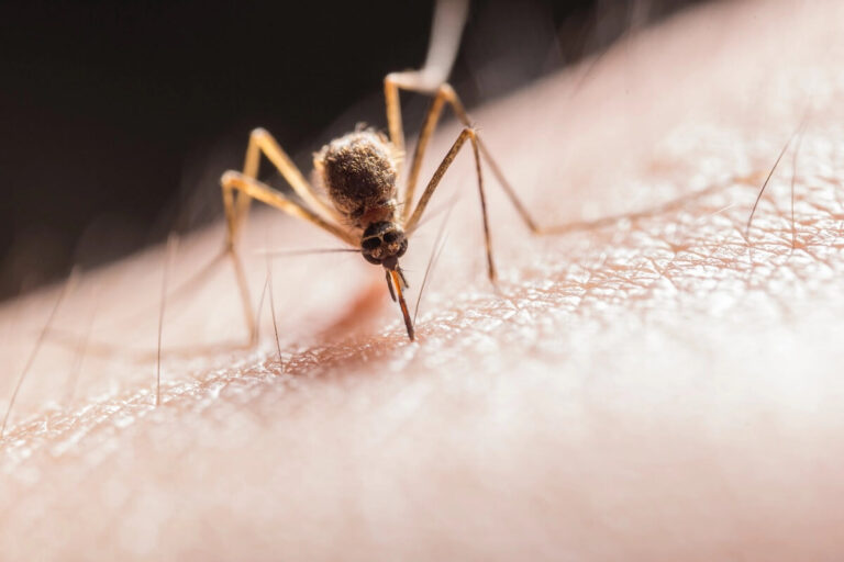 Mosquito Control Repellent