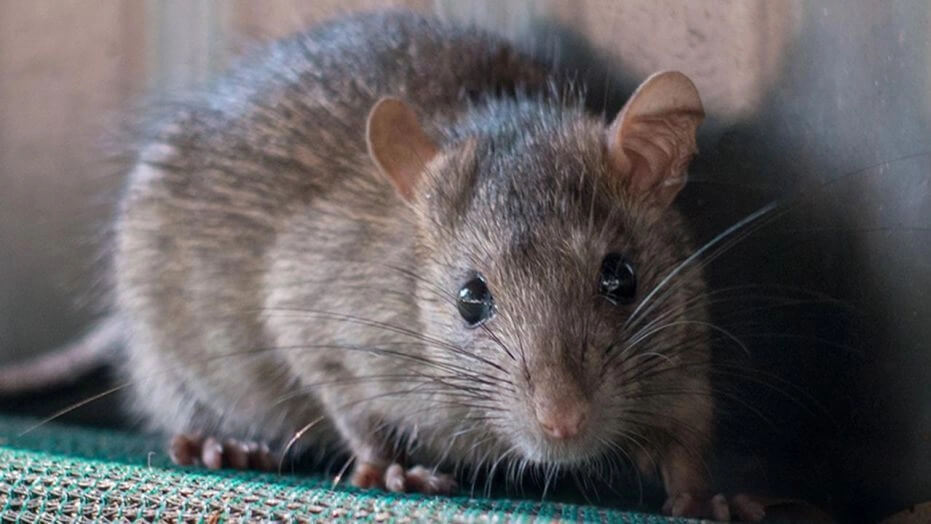 Mouse in a home