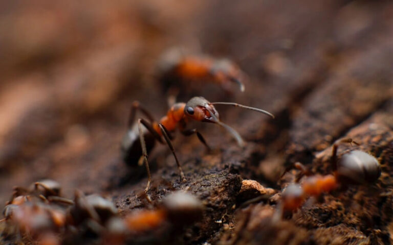 Pest Control While Quarantined