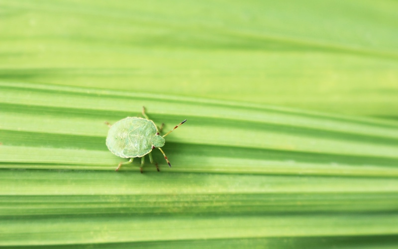 Can Coronavirus Transmitted by Pests