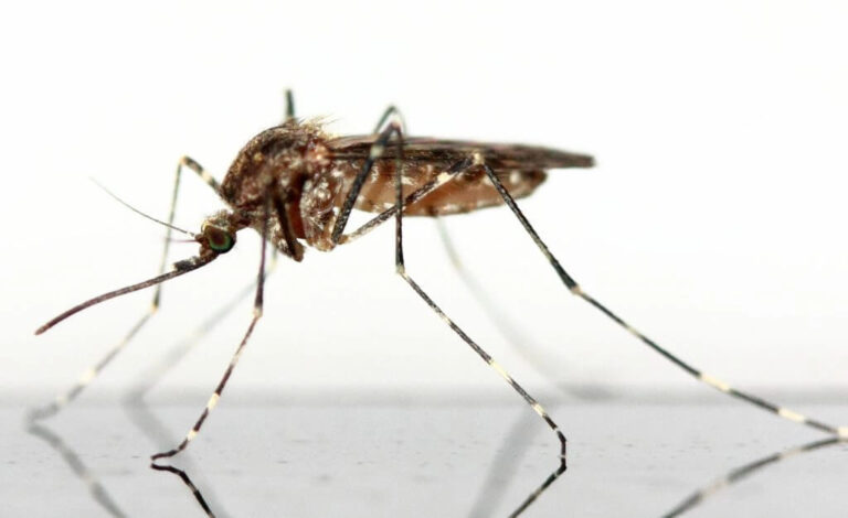 Mosquitoes Do When Summer Ends