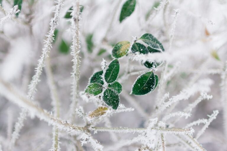 Most Common Winter Pests