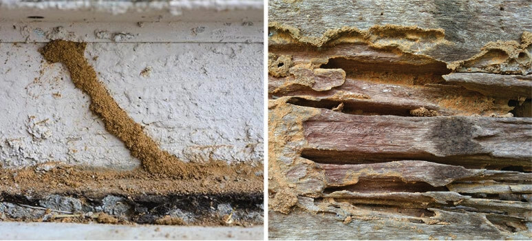 Signs of termite activity