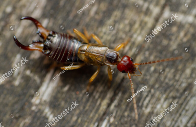 7 Signs of an Earwig Infestation: What to Look For