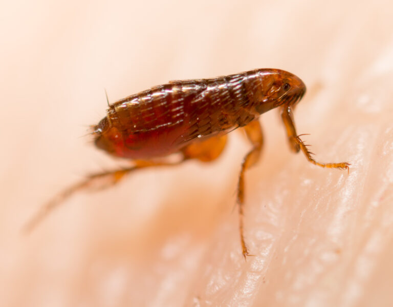 Pet-Friendly Flea Control Solutions for Your Home: Keeping Pests at Bay Safely