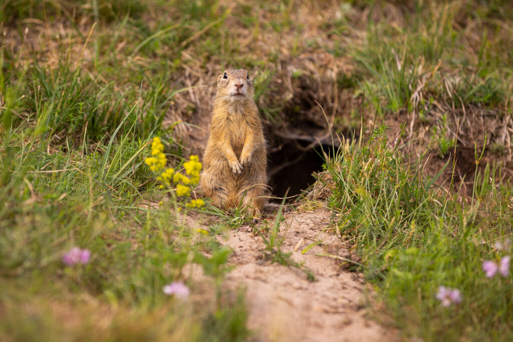 Top Tips to Prevent Pocket Gophers on Your Property