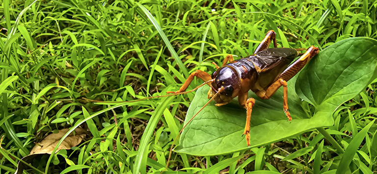 Top 10 Tips from Crickets Control Services to Prevent Infestations