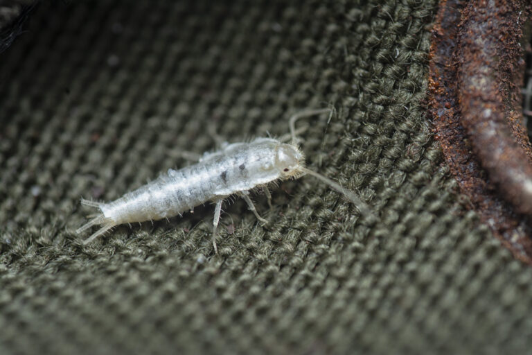 Top 7 Areas in Your Home Most Vulnerable to Silverfish