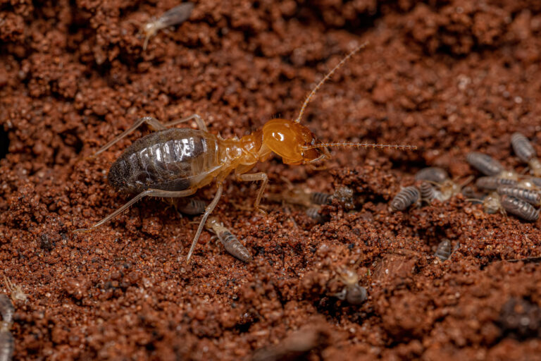Comprehensive Guide to Termite Control in 2025: Protecting Your Home with Saela Pest Control