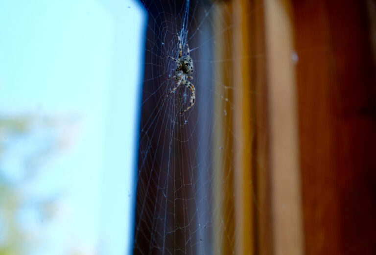 Comprehensive Spider Control Guide 2025: Creating Spider-Free Environments