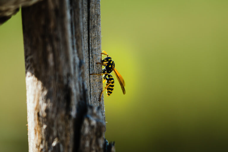 Comprehensive Guide to Wasp Control: Expert Solutions for 2025