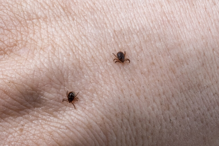 Comprehensive Tick Control Guide in 2025: Protecting Your Home and Health