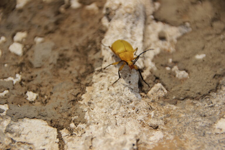 Mud Dauber Wasps Control in 2025: Your Comprehensive Guide to Managing These Solitary Insects