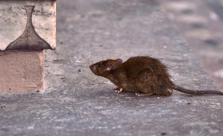 Rats Control in 2025: A Comprehensive Guide to Modern Pest Management