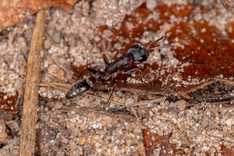 Mud Dauber Exterminator: A Comprehensive Guide to Effective Control and Prevention
