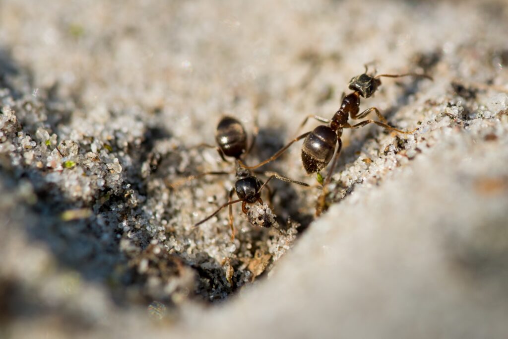 Ant Exterminator: Your Complete Guide to Professional Ant Control