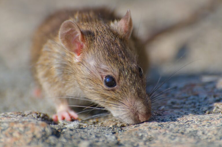 Mice Exterminator: Your Complete Guide to Effective Rodent Control