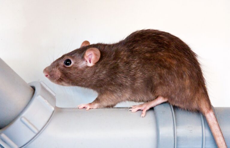 Rat Exterminators: The Complete Guide to Professional Rodent Control
