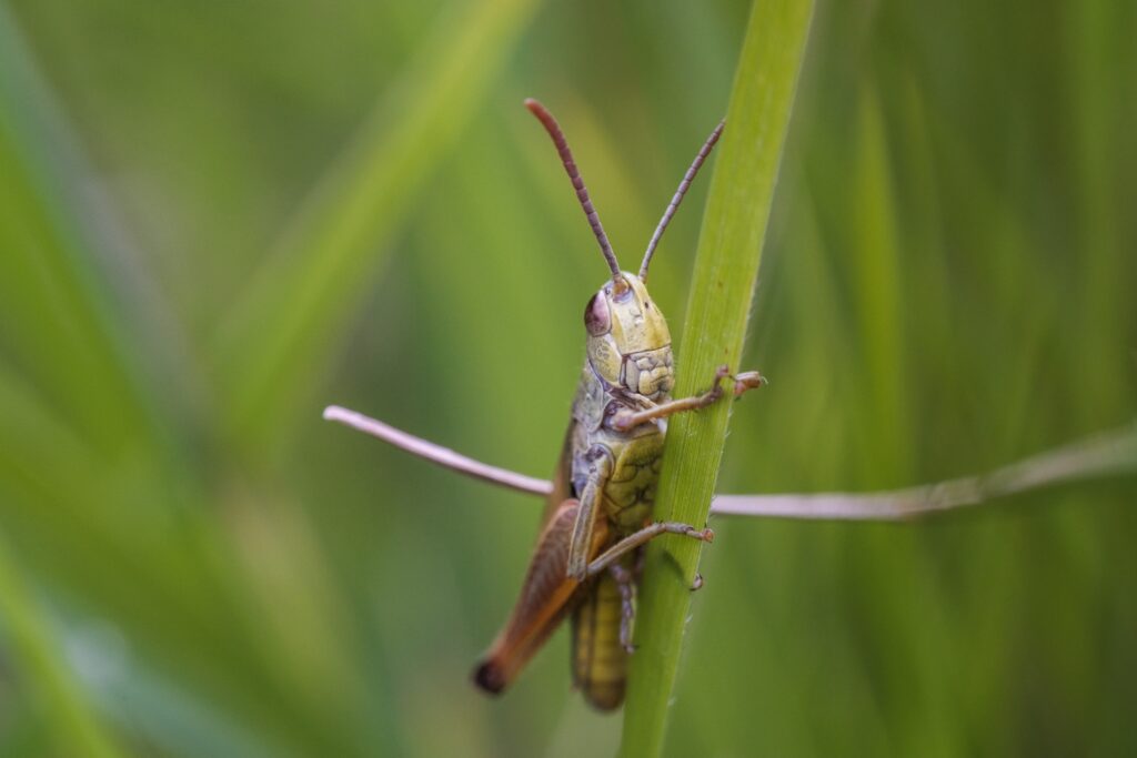 Everything You Need to Know About Cricket Exterminators: A Comprehensive Guide