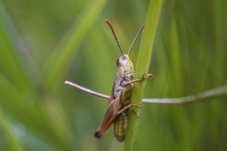 Everything You Need to Know About Cricket Exterminators: A Comprehensive Guide
