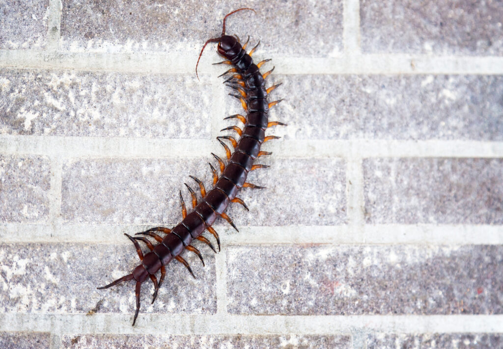 Centipede Exterminator: Your Complete Guide to Professional Centipede Control