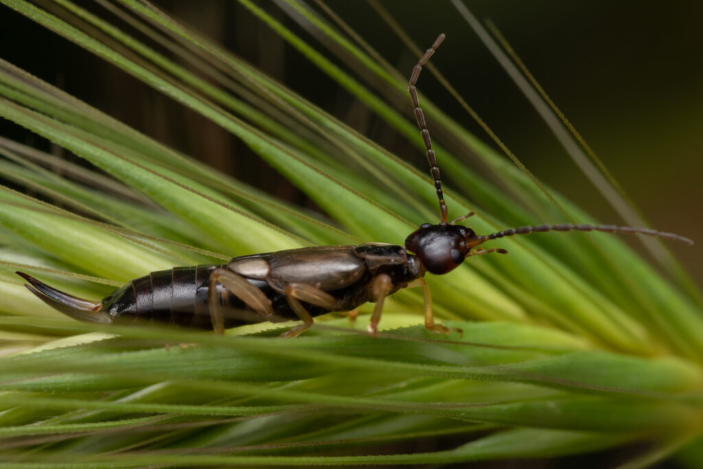 The Ultimate Guide to Earwig Exterminator Services: Protecting Your Home from Unwanted Guests