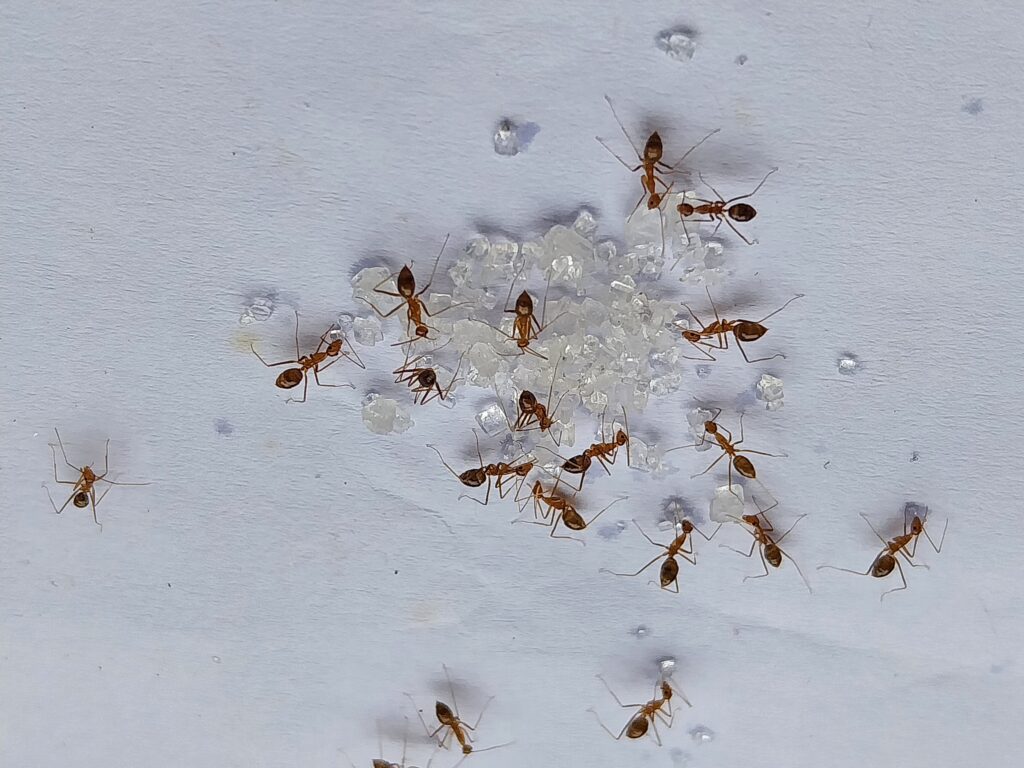 Signs You Need an Ant Exterminator