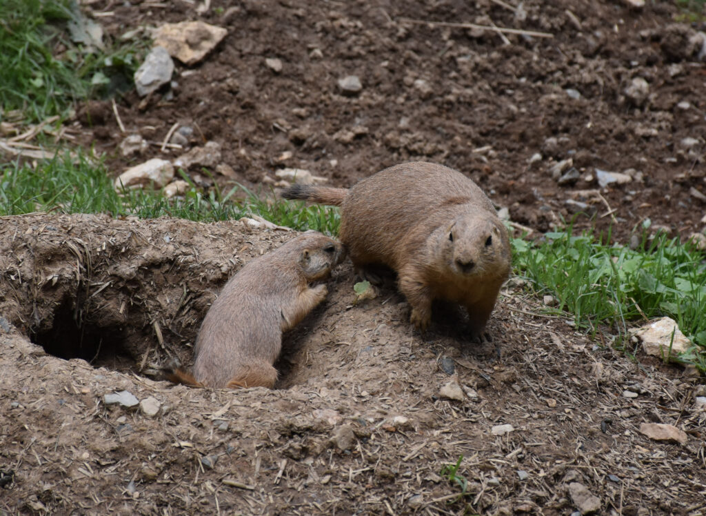 Pocket Gophers Exterminator Guide: Understanding and Eliminating These Underground Pests