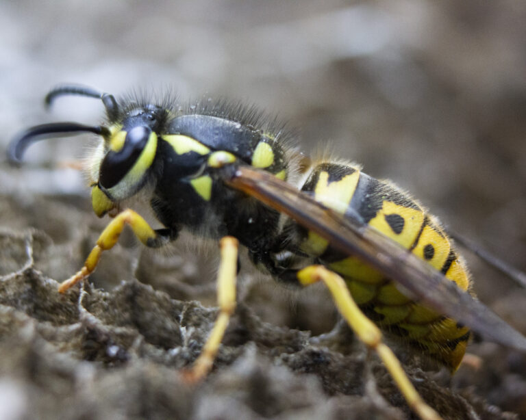 Wasps Exterminator – Comprehensive Guide to Professional Wasp Control