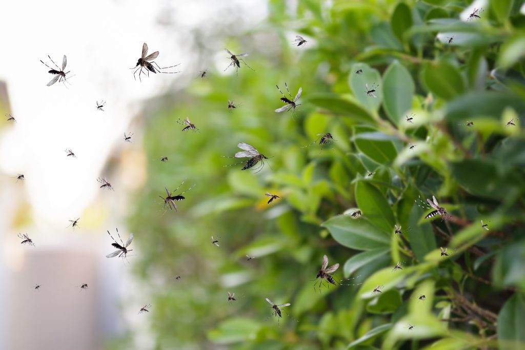 What Attracts Mosquitoes to Your Yard and How to Reduce Them