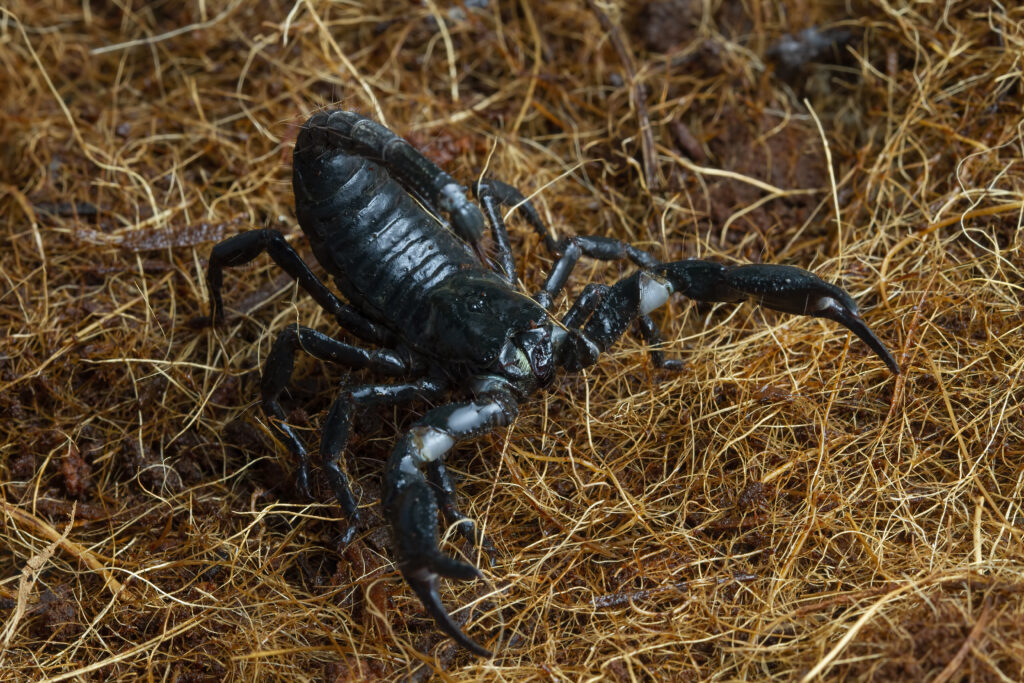 Scorpion Exterminators: A Comprehensive Guide to Professional Removal and Prevention