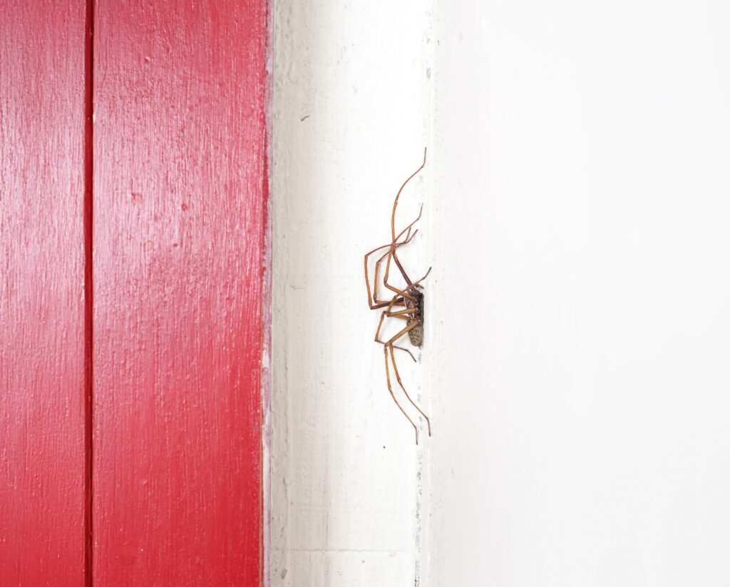 October’s Creepy Crawlers: Common Fall Pests Moving Indoors